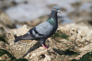 pigeon on the beach