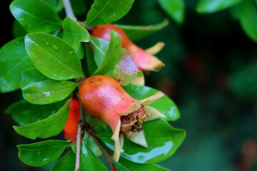 ザクロの実　雨あがり　初夏　風景
