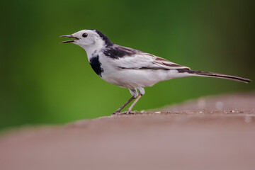 White Wagtail (Motacilla alba) on the ground, seen in a India.
