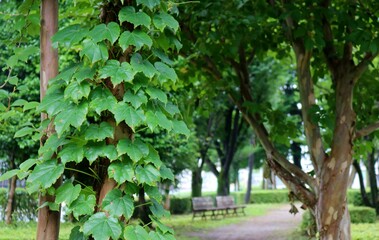 梅雨時雨上がりの公園　風景