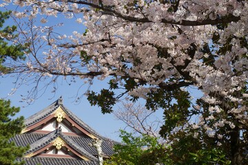 西新井大師の春　満開の桜の季節