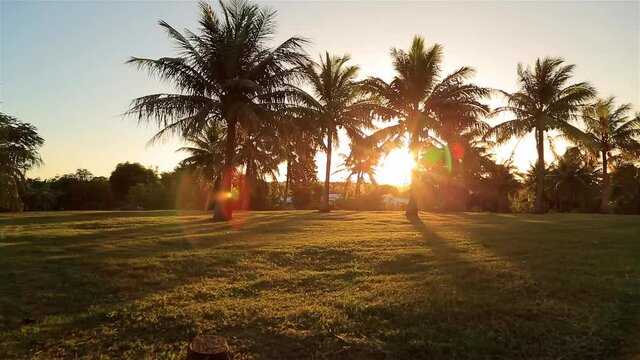 Coconut trees swaying in the wind on the coast of Saipan under the sun