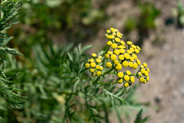 Real natural background: yellow wildflower tansy on the summer day. Copy space. Botanical concept