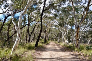 A road through the forest