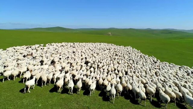 Aerial view of a flock of sheep running on the prairie