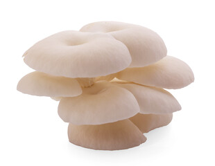 oyster mushroom isolated on white background