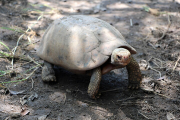 Obraz premium Elongated tortoise in the nature, Indotestudo elongata ,Tortoise sunbathe on ground with his protective shell ,Tortoise from Southeast Asia and parts of South Asia ,High yellow Tortoise 