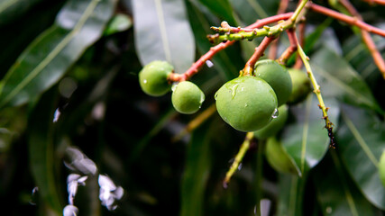 A cluster of young unripe green mango fruits hanging on the tree after the rains. Selective focus on foregrounds.