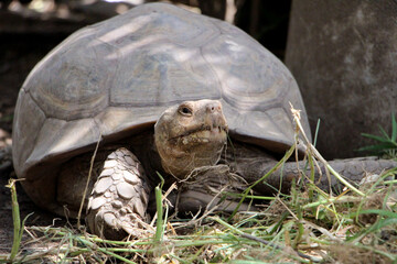 Obraz premium African Sulcata Tortoise Natural Habitat,Close up African spurred tortoise resting in the garden, Slow life ,Africa spurred tortoise sunbathe on ground with his protective shell ,Beautiful Tortoise