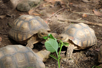 African Sulcata Tortoise Natural Habitat,Close up African spurred tortoise resting in the garden, Slow life ,Africa spurred tortoise sunbathe on ground with his protective shell ,Beautiful Tortoise