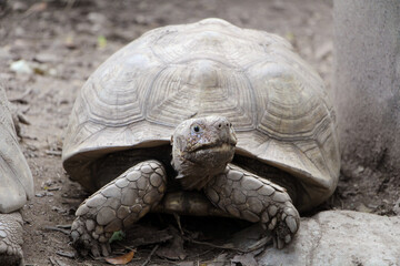 African Sulcata Tortoise Natural Habitat,Close up African spurred tortoise resting in the garden, Slow life ,Africa spurred tortoise sunbathe on ground with his protective shell ,Beautiful Tortoise