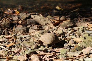 Elongated tortoise in the nature, Indotestudo elongata ,Tortoise sunbathe on ground with his protective shell ,Tortoise from Southeast Asia and parts of South Asia ,High yellow Tortoise
