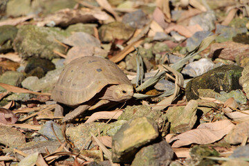 Elongated tortoise in the nature, Indotestudo elongata ,Tortoise sunbathe on ground with his protective shell ,Tortoise from Southeast Asia and parts of South Asia ,High yellow Tortoise
