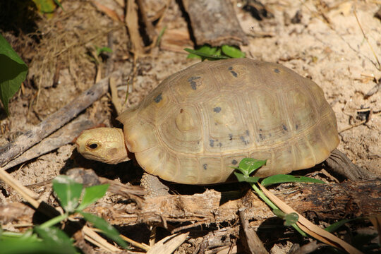 Elongated tortoise in the nature, Indotestudo elongata ,Tortoise sunbathe on ground with his protective shell ,Tortoise from Southeast Asia and parts of South Asia ,High yellow Tortoise
