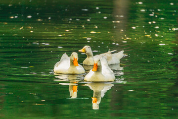 Tres patos blancos nadando en un lago contaminado con basura 