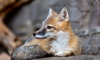 Fox
