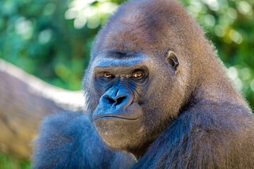 Gorilla 
