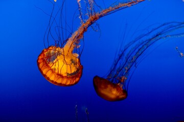 jellyfish © Vihar
