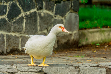 Pato blanco fuera del lago 