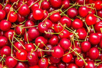 Close up of pile of ripe cherries with green stalks. Ripe cherries background.