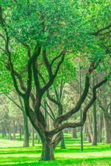 Fototapeta na wymiar Ramas de árbol en medio del bosque 