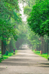Carretera con muchos arboles verdes alrededor 