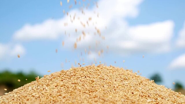 Wheat grain kernels falling on pile of wheat kernels 