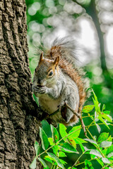 Ardilla comiendo sobre un árbol en el bosque en México