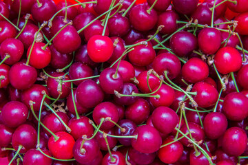 Close up of pile of ripe cherries with green stalks. Ripe cherries background.