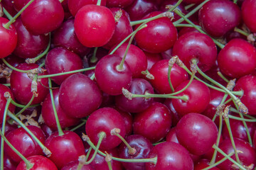 Close up of pile of ripe cherries with green stalks. Ripe cherries background.