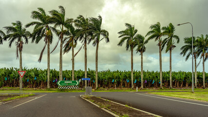 Fototapeta premium Banana plantation along the Bruce Hwy in the Northern Queensland