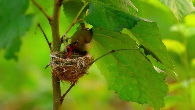 A big bird and two newborn birds under the leaves