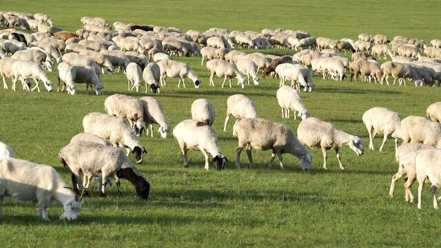 A flock of sheep grazing on a green field under the clear sky