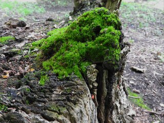 green forest moss