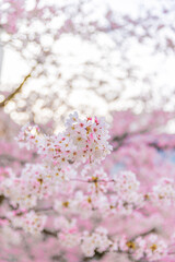 桜の花（広島市、縮景園）