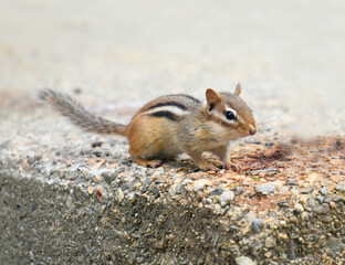 Cute chipmunk on the old steps