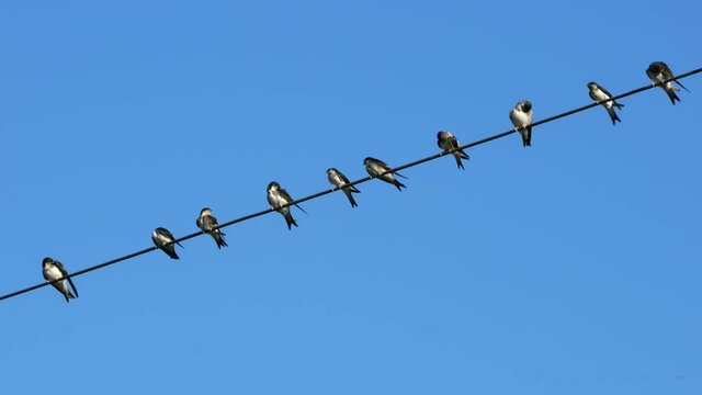 A group of swallows resting on a wire under the blue sky