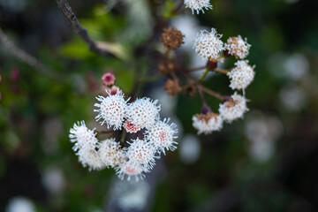 flower blooming