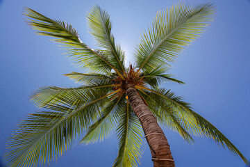 Iconic bevel palm tree at Thailand travel island Koh Tao with peace clear blue sky landscape background
