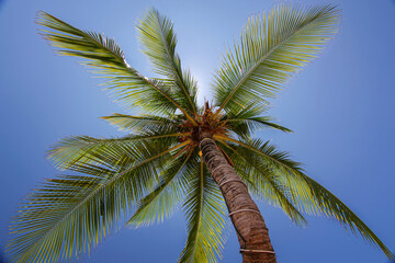 Obraz premium Iconic bevel palm tree at Thailand travel island Koh Tao with peace clear blue sky landscape background