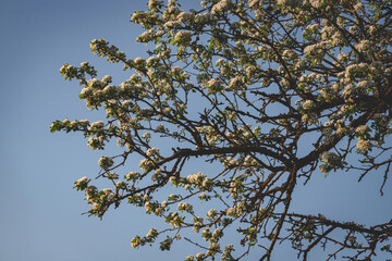 Early spring in the Latvia. Blooming wild pear trees. Warm sunny april day. Grove of pear trees in spring bloom
