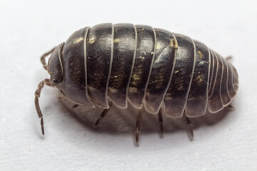 fotografias macro de Oniscidea, cochinillas de la humedad o chanchitos de tierra
