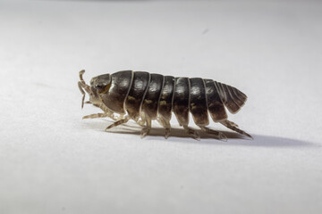 fotografias macro de Oniscidea, cochinillas de la humedad o chanchitos de tierra