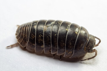 fotografias macro de Oniscidea, cochinillas de la humedad o chanchitos de tierra