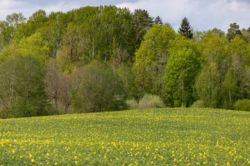 Obraz premium a blooming canola field with spring trees and a forest in the background. with space for copy