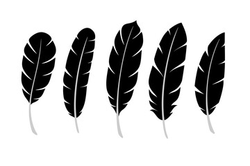 Vector of black feather on white background