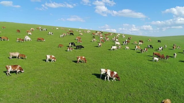Under the blue sky and white clouds, aerial photography of cattle grazing