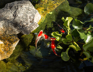 Koi Pond