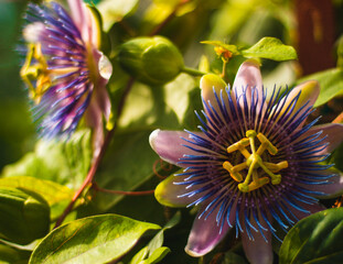 Tropical Flower