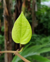 leaf with water drops